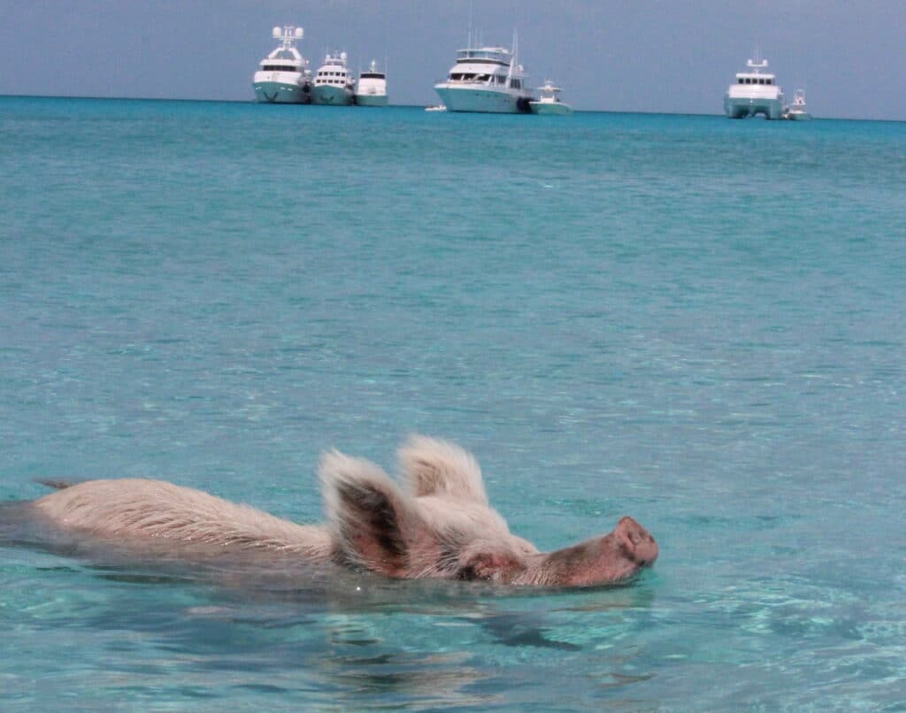 Swimming pigs at Big Major Cay in the Exuma Cays featuring famous wild pigs swimming in crystal-clear turquoise waters in the Caribbean