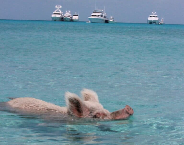 Swimming pigs at Big Major Cay in the Exuma Cays featuring famous wild pigs swimming in crystal-clear turquoise waters in the Caribbean