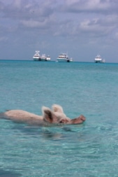 pigs in staniel cay image