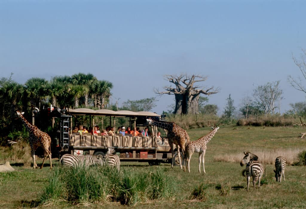 Animal Kingdom-Giraffes image