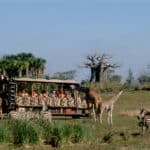 Animal Kingdom-Giraffes image
