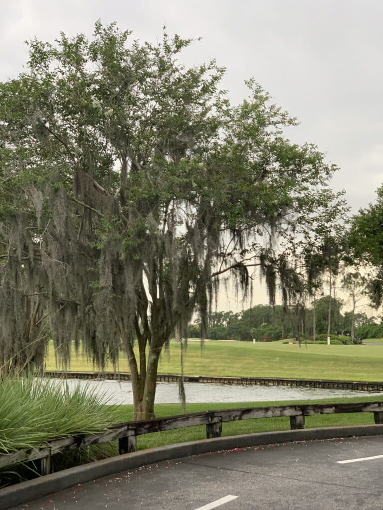 Disney Saratoga Springs Resort image