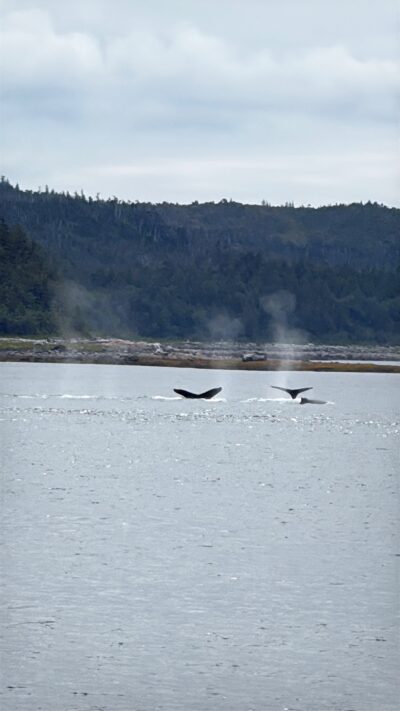 Two humpback whales diving near Juneau, Alaska, with their tails visible above the water during a whale-watching excursion on a Disney Alaska Cruise.