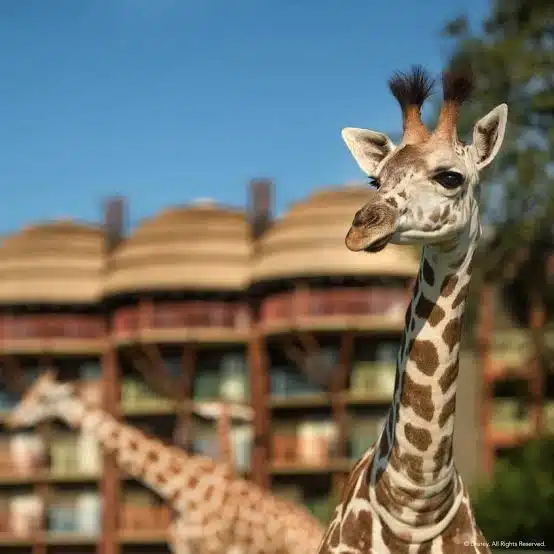 Disney’s Animal Kingdom Lodge at Walt Disney World Resort featuring African-inspired architecture, savanna views with roaming giraffes and zebras, and a luxury resort atmosphere surrounded by lush landscapes
