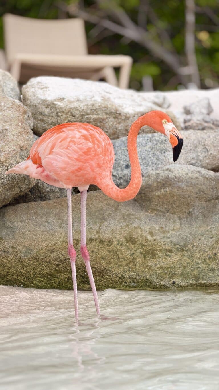 Flamingo Beach Aruba