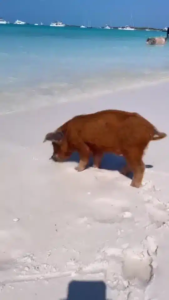 Reel cover: Visit Pig Beach at Big Major Cay